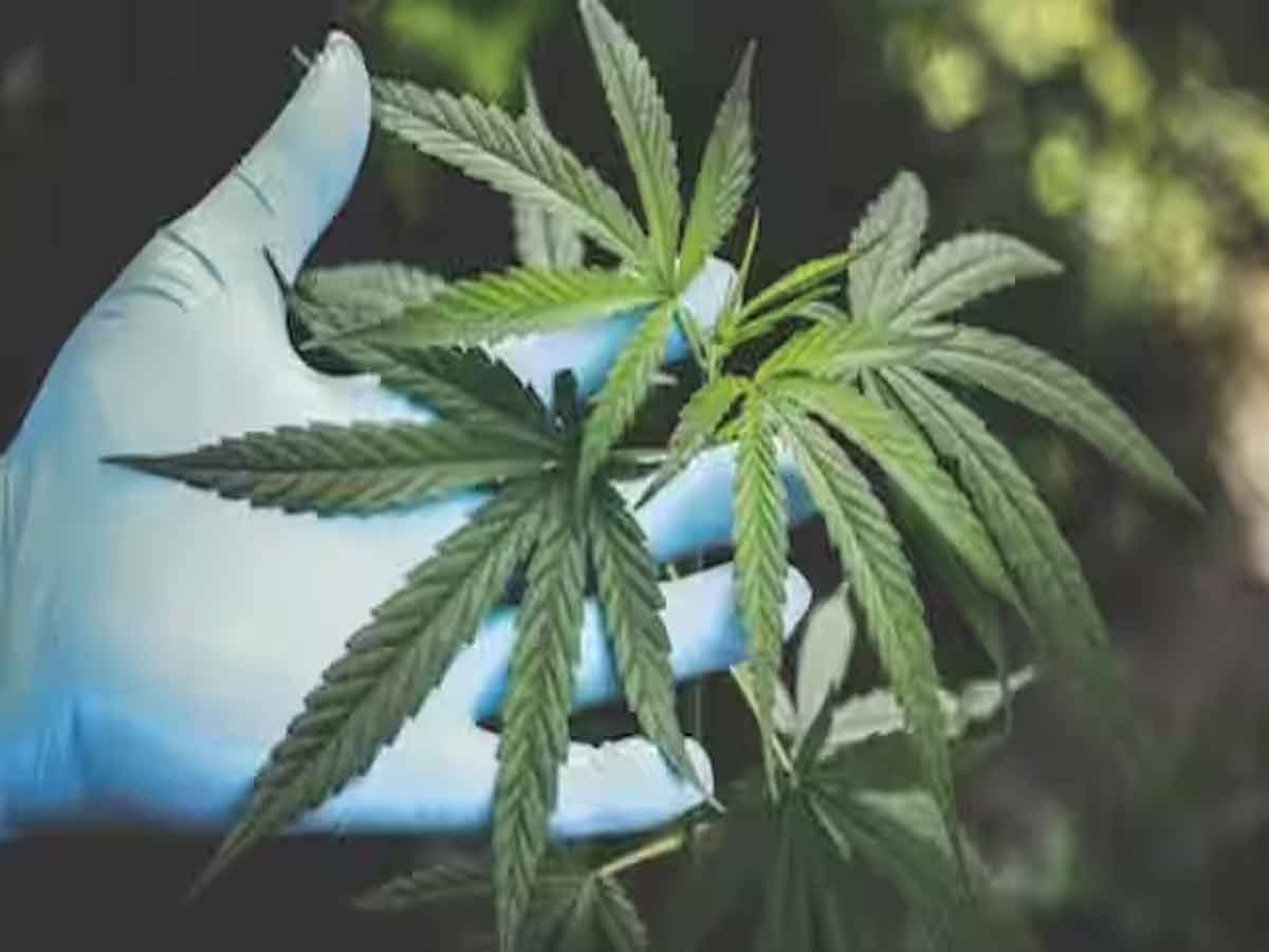 Marijuana Reclassification: मारिजुआना को कम रिस्‍क की दवा के रूप में मिलेगी मान्‍यता, अमेरिका बदल रहा धारणा !