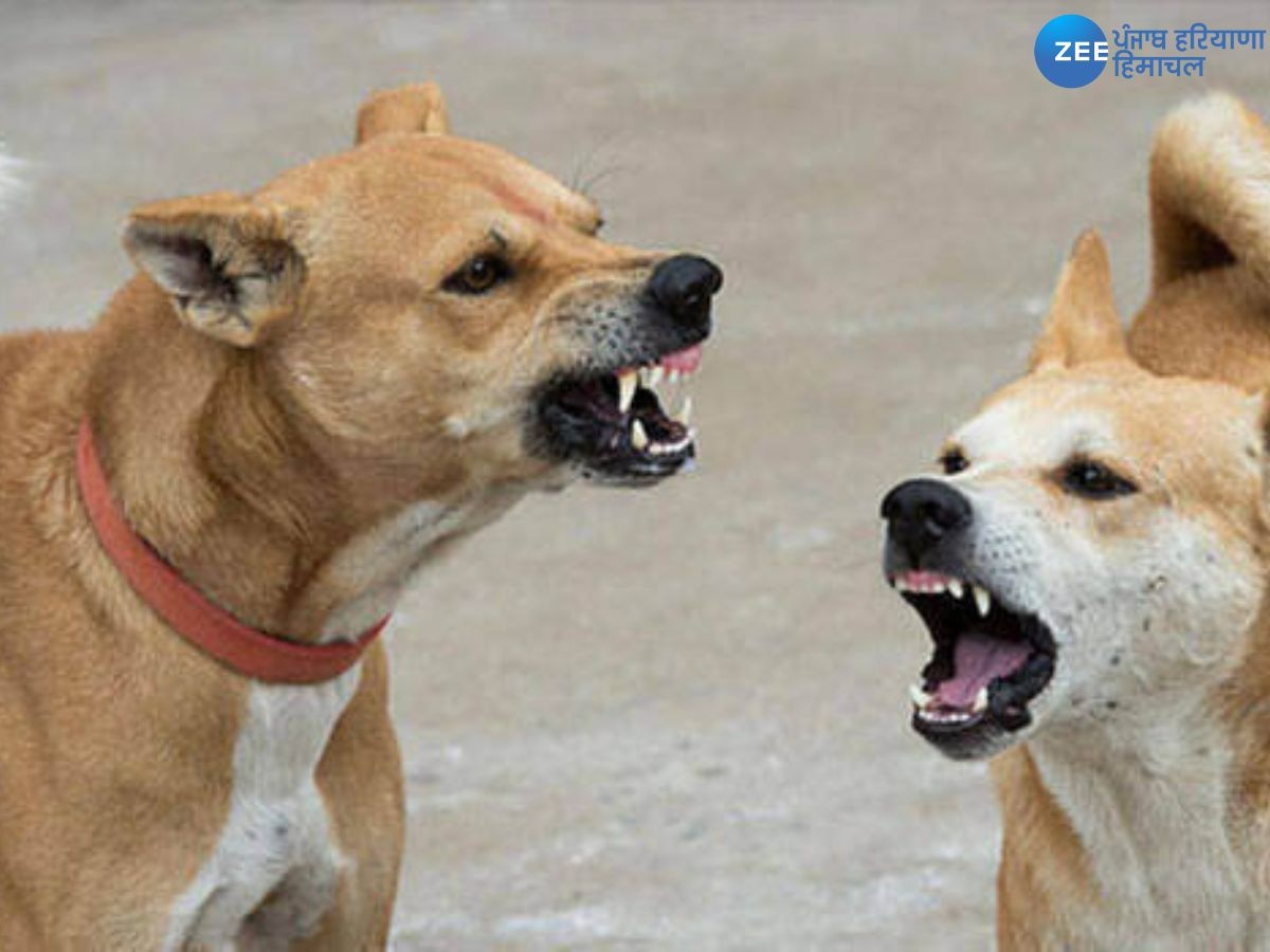 Bathinda stray dogs: ਅਵਾਰਾ ਕੁੱਤਿਆ ਦਾ ਆਤੰਕ ਜਾਰੀ, ਰੋਜ਼ਾਨਾ 10 ਤੋਂ 12 ਲੋਕ ਹੋ ਰਹੇ ਅਵਾਰਾ ਕੁੱਤਿਆਂ ਦਾ ਸ਼ਿਕਾਰ 