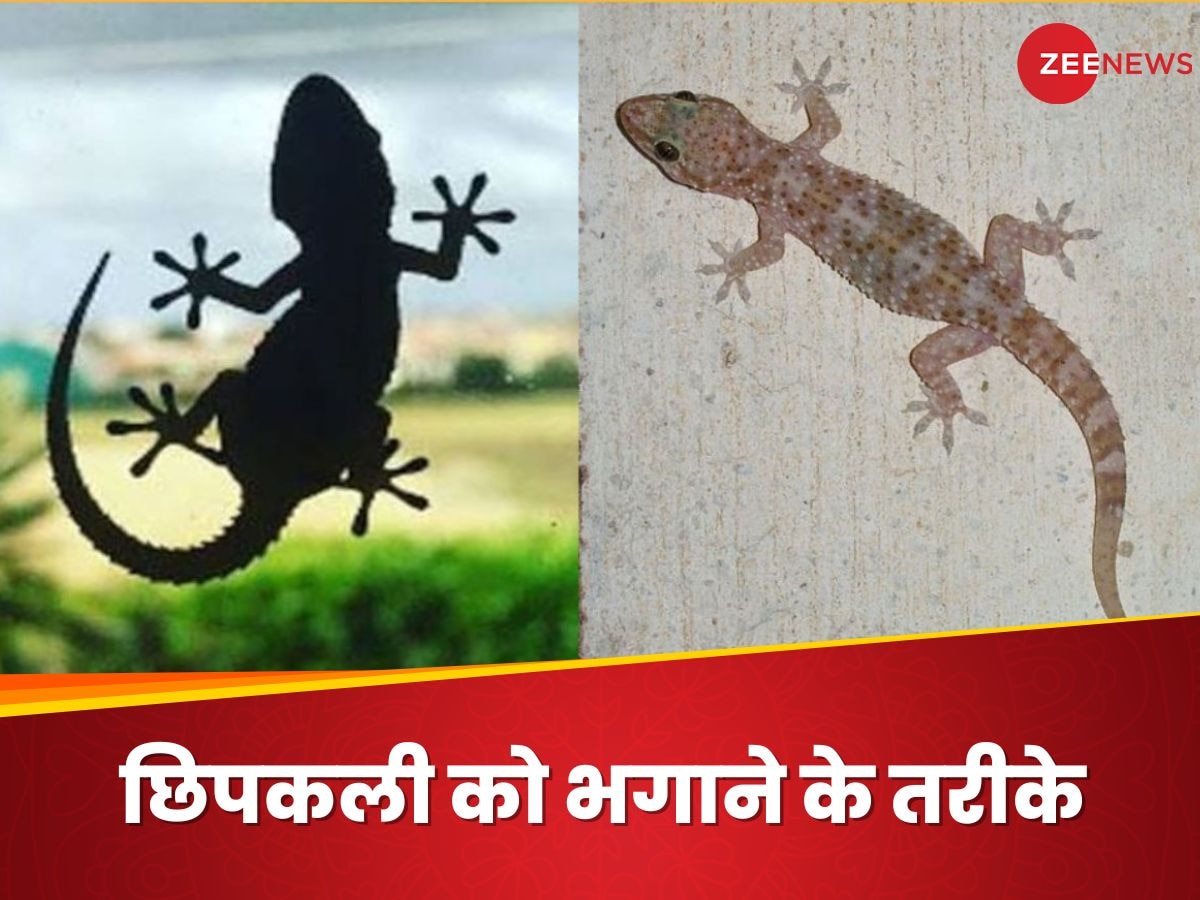 Lizards: छिपकली को देखकर होती है चिढ़? जानिए इन्हें कैसे दिखाएं घर से बाहर का रास्ता