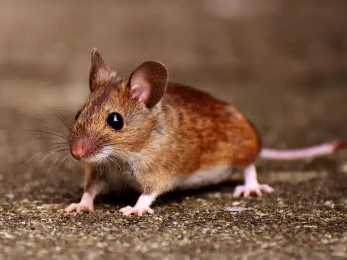 Mouse in Dream: क्या आपके सपने में भी आया है चूहा? जानिए स्वप्न शास्त्र में इसका अर्थ