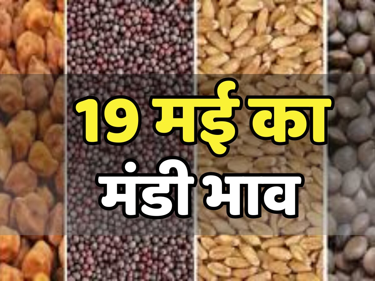 Mandi bhav today: राजस्थान के मंडियों में आज गेहूं, मूंग, चना और सरसों के क्या रहे रेट, जानें ताजा भाव 