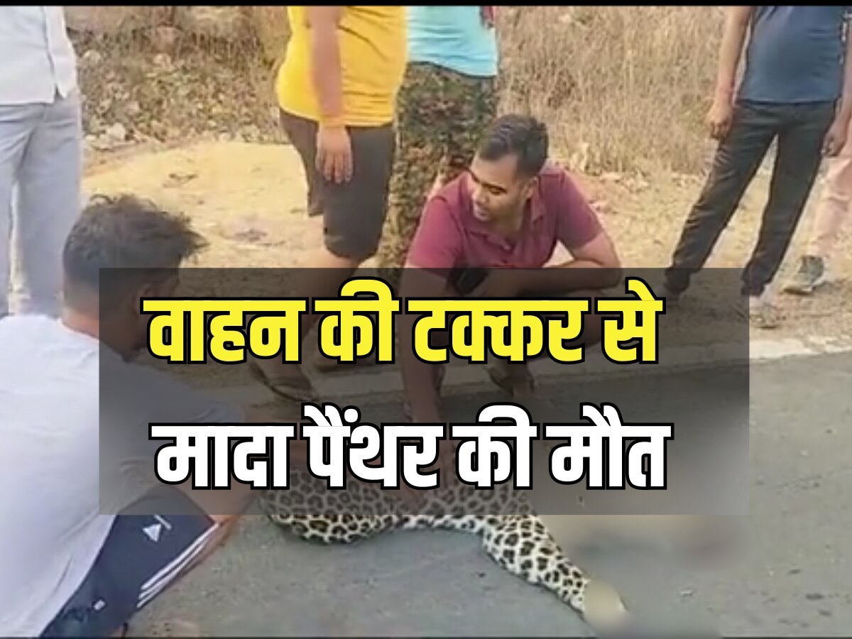 Baran News: राष्ट्रीय राजमार्ग पर अज्ञात वाहन की टक्कर से मादा पैंथर की मौत, वन्य जीव प्रेमियों में छाई निराशा