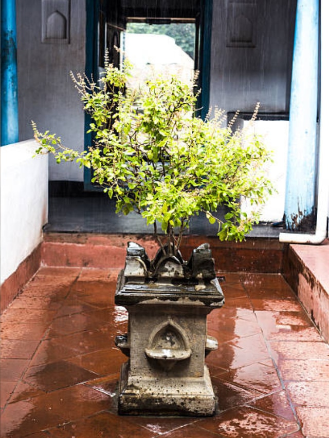 घर में भारी संकट पैदा कर सकता है तुलसी का पौधा, अगर लगाने से पहले नहीं किया इन नियमों का पालन 