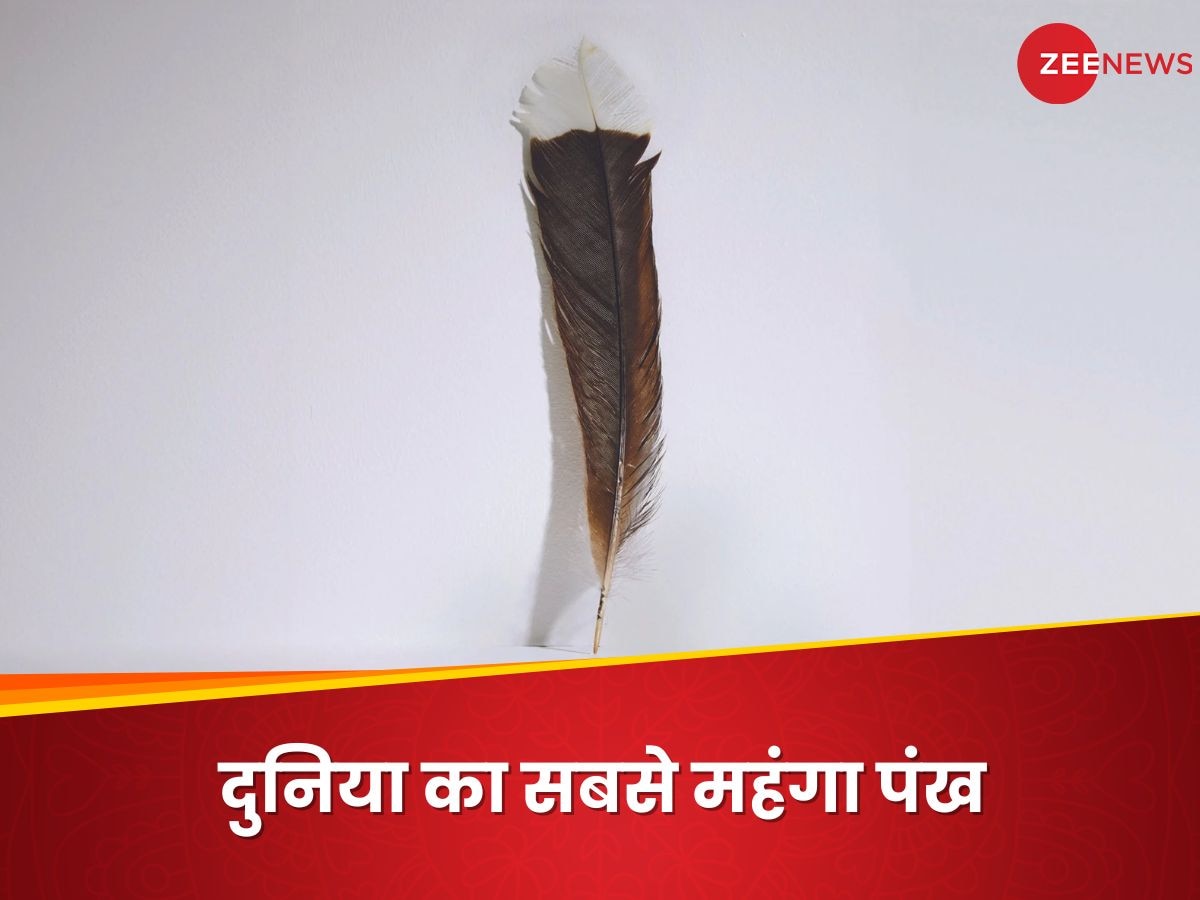 World's Most Expensive Feather: 23.6 लाख रुपये में नीलाम हुआ, ये है दुनिया का सबसे महंगा पंख