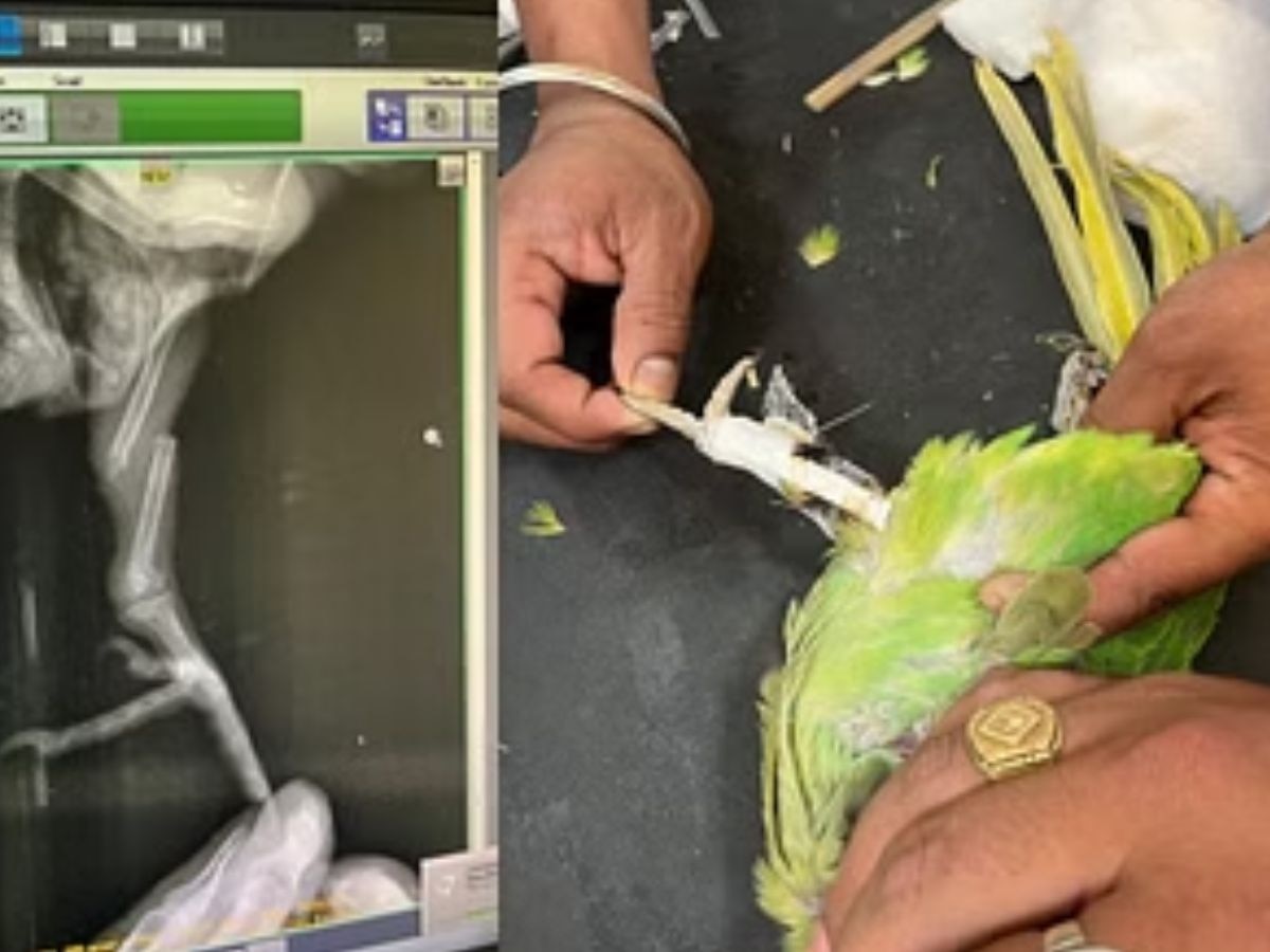 BAREILLY NEWS : तोते के पैर में चढ़ा प्लास्टर, बेजुबान को बचाने के लिए डॉक्टरों ने तोड़े नियम कायदे