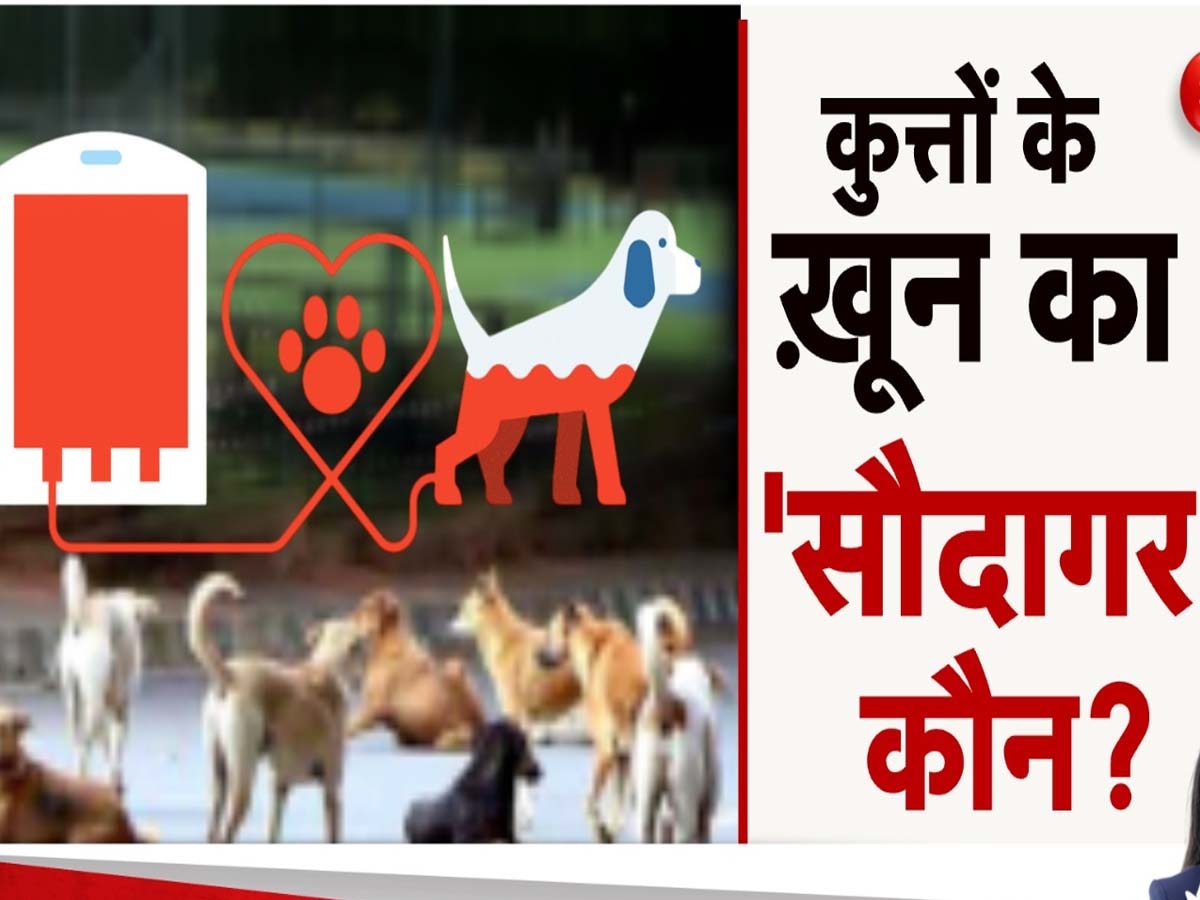 Bareilly News: बरेली में चल रहा आवारा कुत्तों का खून बेचने का बिजनेस? रसूखदार अपने पालतू डॉग्स के लिए लेते थे ब्लड, लेकिन क्यों