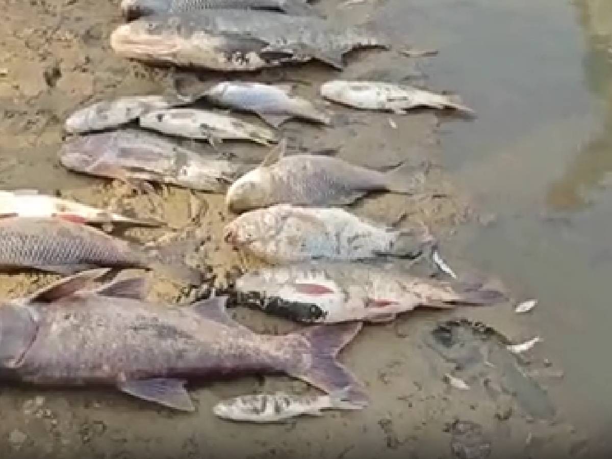 Charkhi Dadri News: चिलचिलाती गर्मी में नहरी पानी न आने से मरी हजारों मछलियां, ग्रामीणों में प्रशासन के प्रति भारी रोष