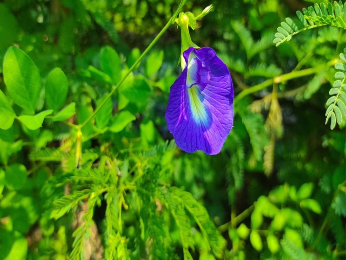 What is plant of Aparajita like and What are its benefits Vastu Tips ...