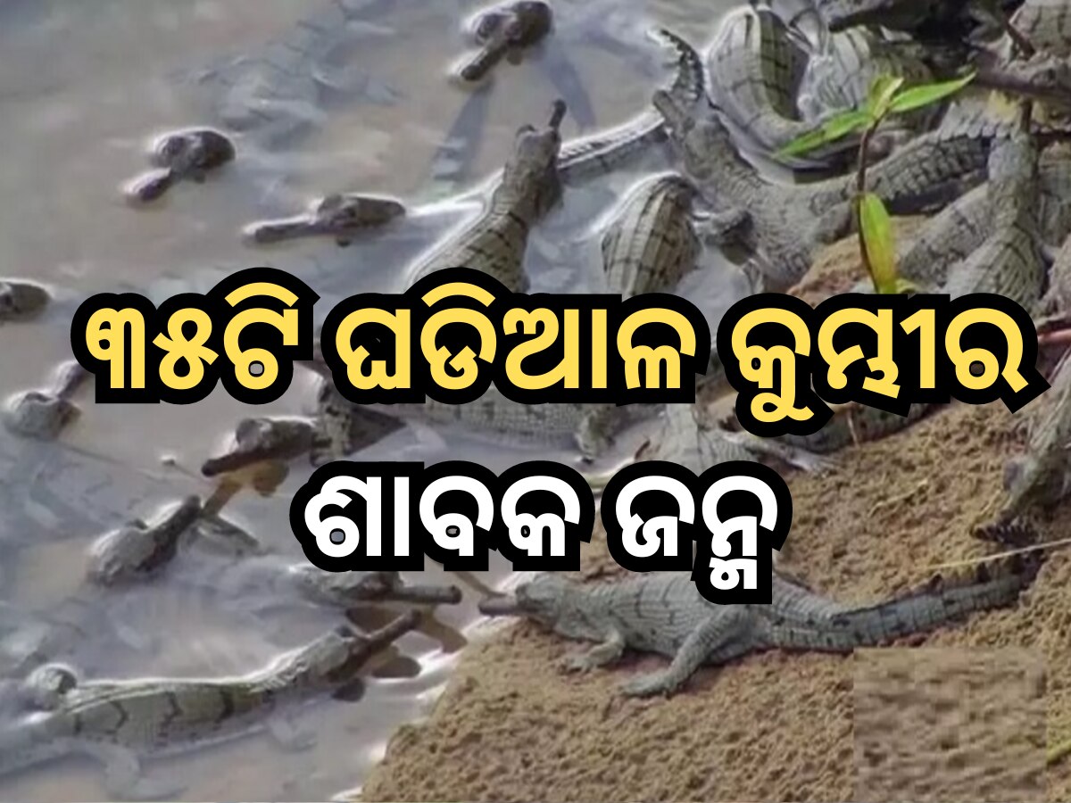 35 Gharial Crocodile were born 