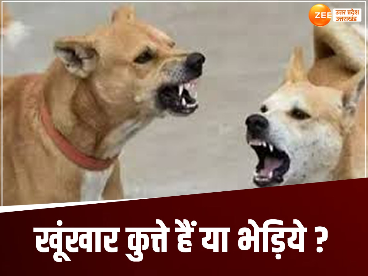 kanpur news :कानपुर में कुत्तों का कहर, 5 साल की बच्ची को नोंच कर मार डाला, डेढ़ साल के भाई की  हालत भी नाज़ुक
