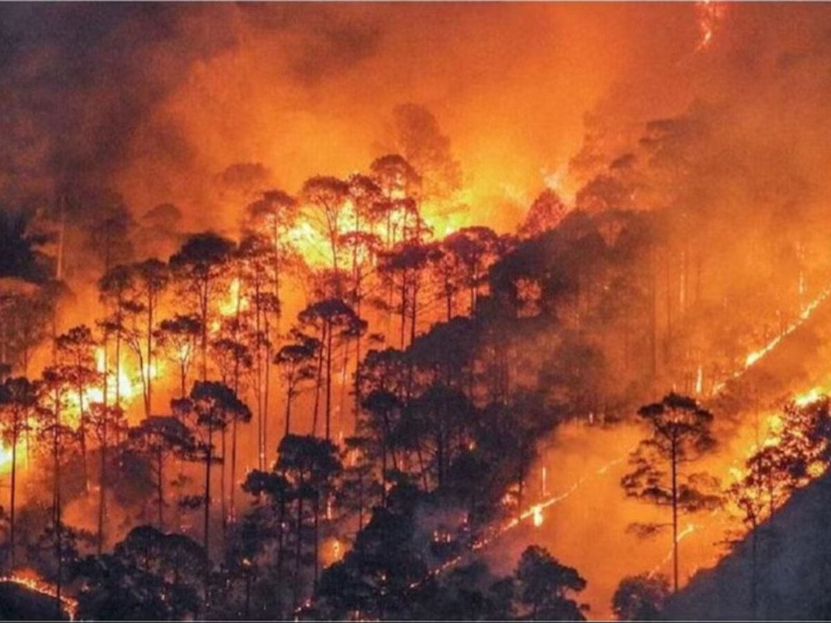 Forest Fire