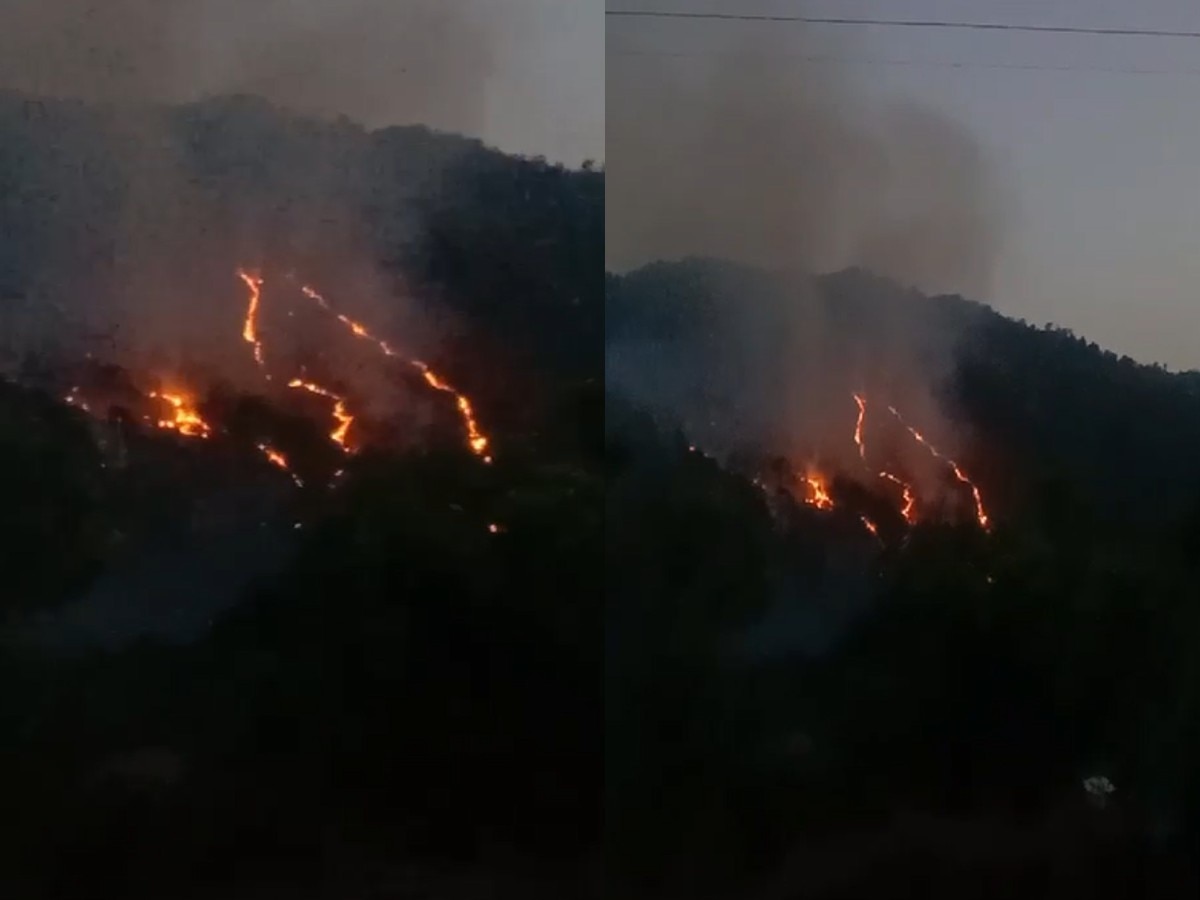 Forest Fire News: धू-धू कर रहे हिमाचल के जंगल, हर ओर आग का तांडव