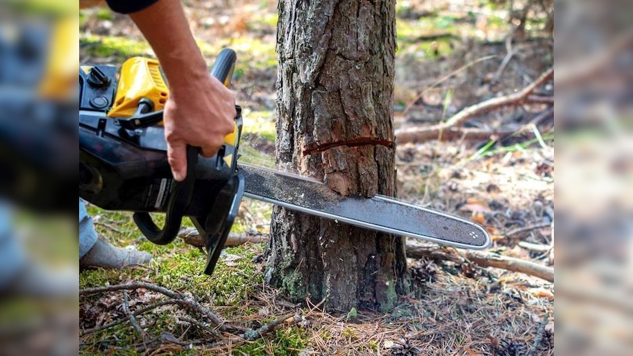Fatwa against Deforestation: हरे पेड़ काटने और फसल जलाने पर फतवा; पहली बार फतवे की हो रही तारीफ! 