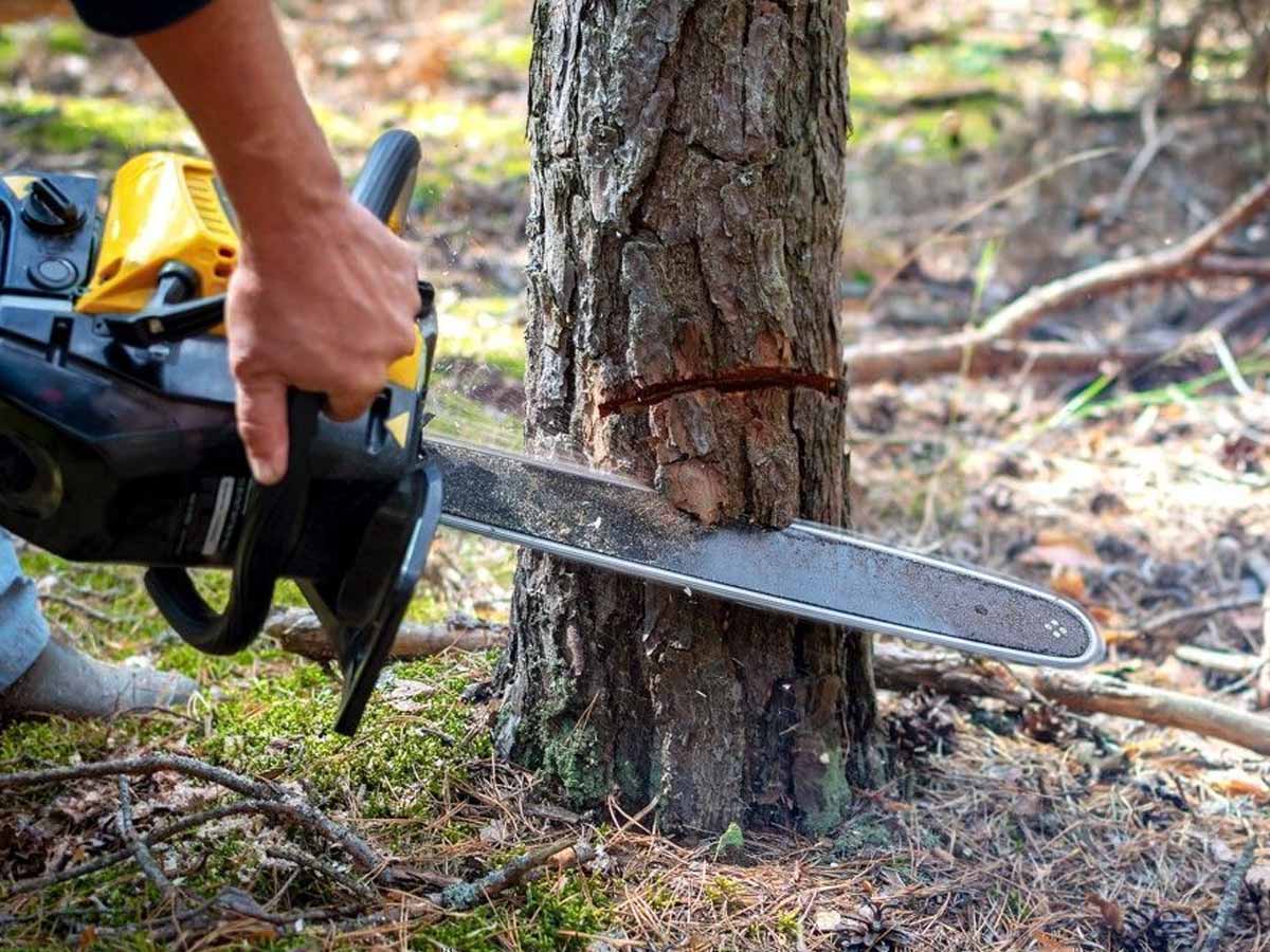 Fatwa against Deforestation: हरे पेड़ काटने और फसल जलाने पर फतवा; पहली बार फतवे की हो रही तारीफ! Fatwa against Deforestation: हरे पेड़ काटने और फसल जलाने पर फतवा; पहली बार फतवे की हो रही तारीफ!