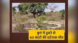Palamu News: कुएं में डूबने से 40 बंदरों की दर्दनाक मौत, प्यास बुझाने लगाई थी डुबकी