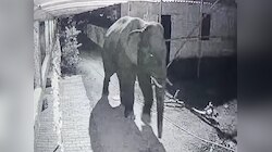 विधानसभा के पास पहुंचा जंगली हाथी ने मचाया उत्पात, रात भर परेशान रही पुलिस