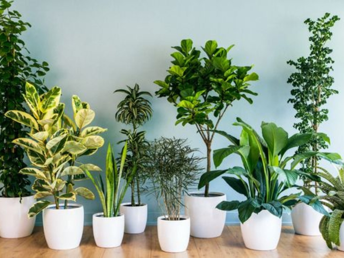 Plants Vastu: घर में इन पौधों को लगाने से पहले जान लें सही दिशा, वरना हो सकता है बुरा असर