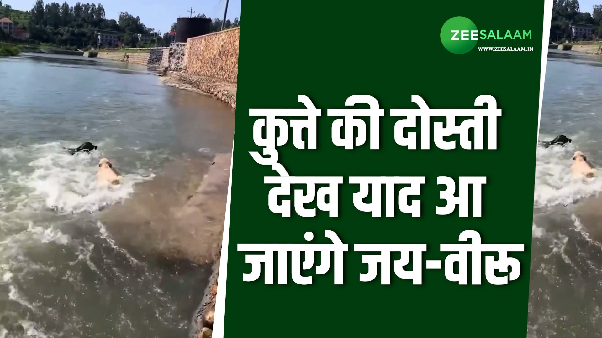 dog saved friend life from drowning in river by risking his life
