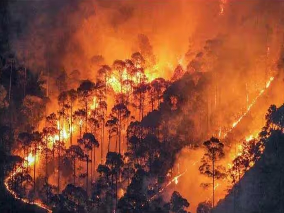 Himachal Pradesh के जंगलों में आग लगने से वन विभाग को हुआ करोड़ो का नुकसान, जानें क्या है आग लगने का कारण