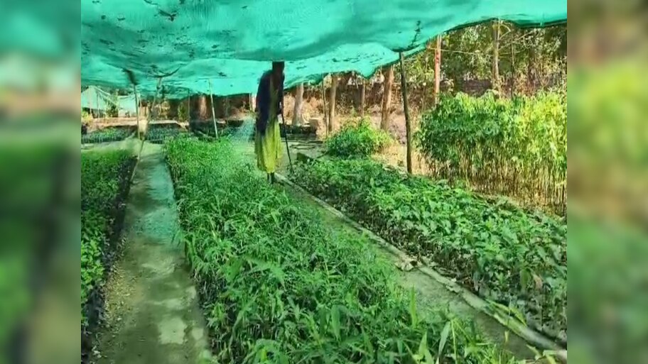Dungarpur को हरा भरा करने के लिए तैयार किए गए 12 लाख से अधिक पौधे, मानसून में रोपे जाएंगे