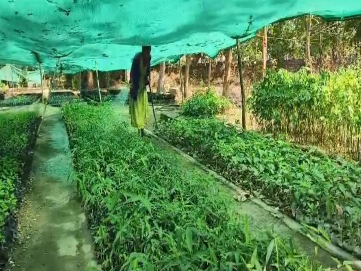 Dungarpur को हरा भरा करने के लिए तैयार किए गए 12 लाख से अधिक पौधे, मानसून में रोपे जाएंगे Dungarpur को हरा भरा करने के लिए तैयार किए गए 12 लाख से अधिक पौधे, मानसून में रोपे जाएंगे