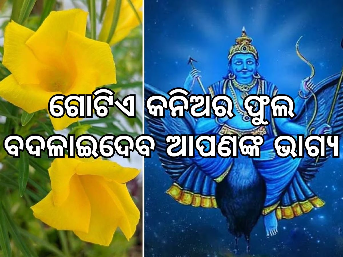 Saturday Remedies: ଶନିଙ୍କୁ ଚଢାନ୍ତୁ କନିଅର ଫୁଲ, ଦୂର ହେବ ସବୁ ସମସ୍ୟା ! Saturday Remedies: ଶନିଙ୍କୁ ଚଢାନ୍ତୁ କନିଅର ଫୁଲ, ଦୂର ହେବ ସବୁ ସମସ୍ୟା !