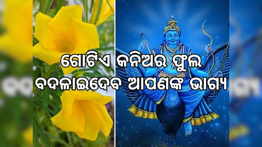 Saturday Remedies: ଶନିଙ୍କୁ ଚଢାନ୍ତୁ କନିଅର ଫୁଲ, ଦୂର ହେବ ସବୁ ସମସ୍ୟା !
