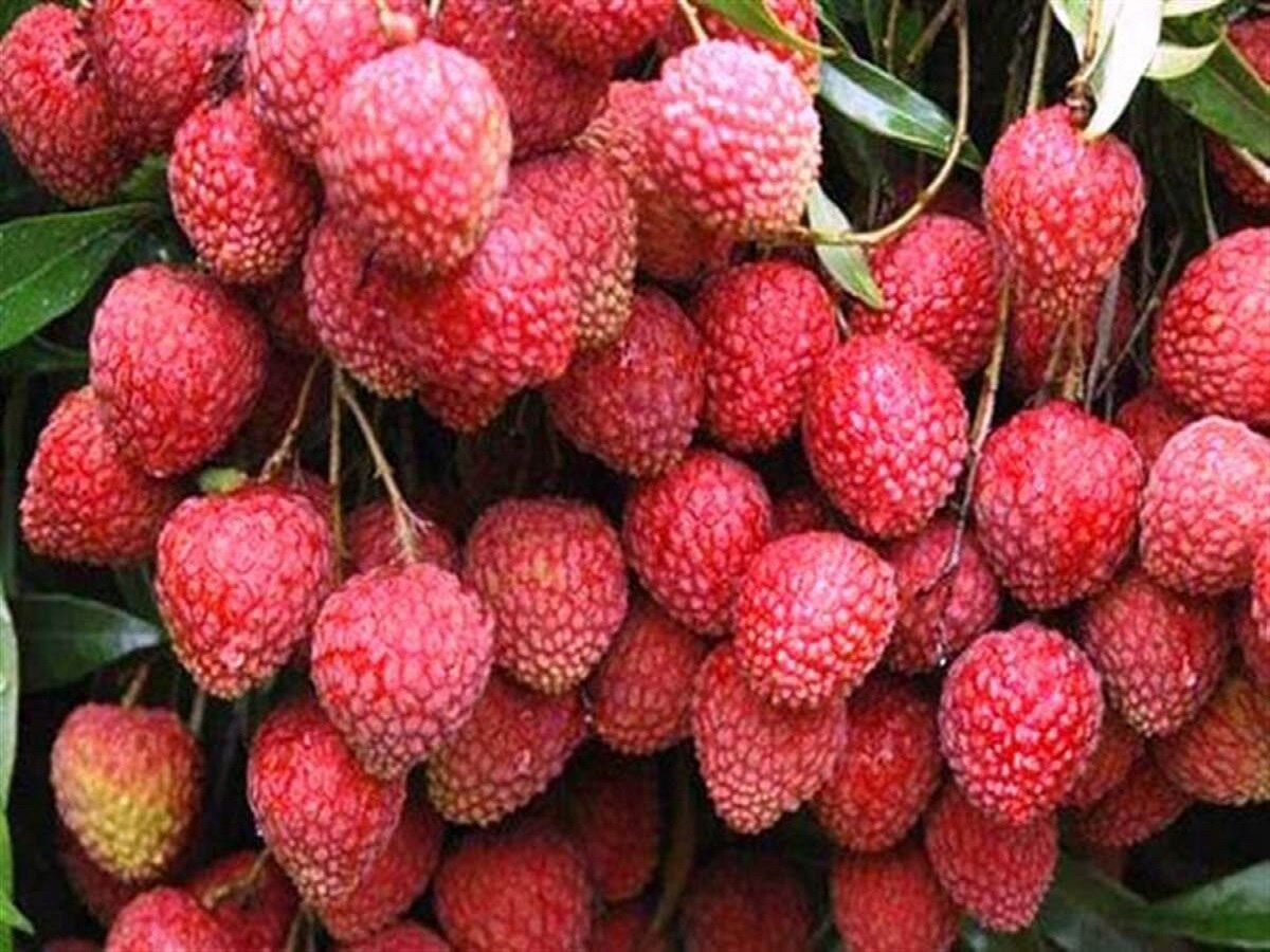 Shahi Litchi: दुबई में बिकेगी मुजफ्फरपुर की लीची, फ्लाइट से जाएगी इसकी 4 टन खेप 