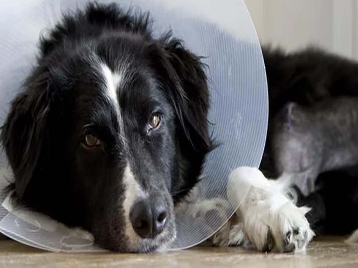 DNA: कुत्ते के दिल में ब्लॉकेज था, जान बचाने के लिए डॉक्टरों ने लिया ये फैसला; एशिया में बन गया रिकॉर्ड