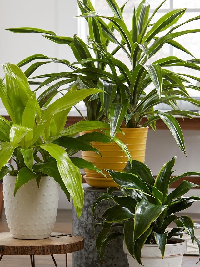 गर्मियों के मौसम में लगाएं ये पौधे, 4-5 डिग्री कम हो जाएगा घर का तापमान