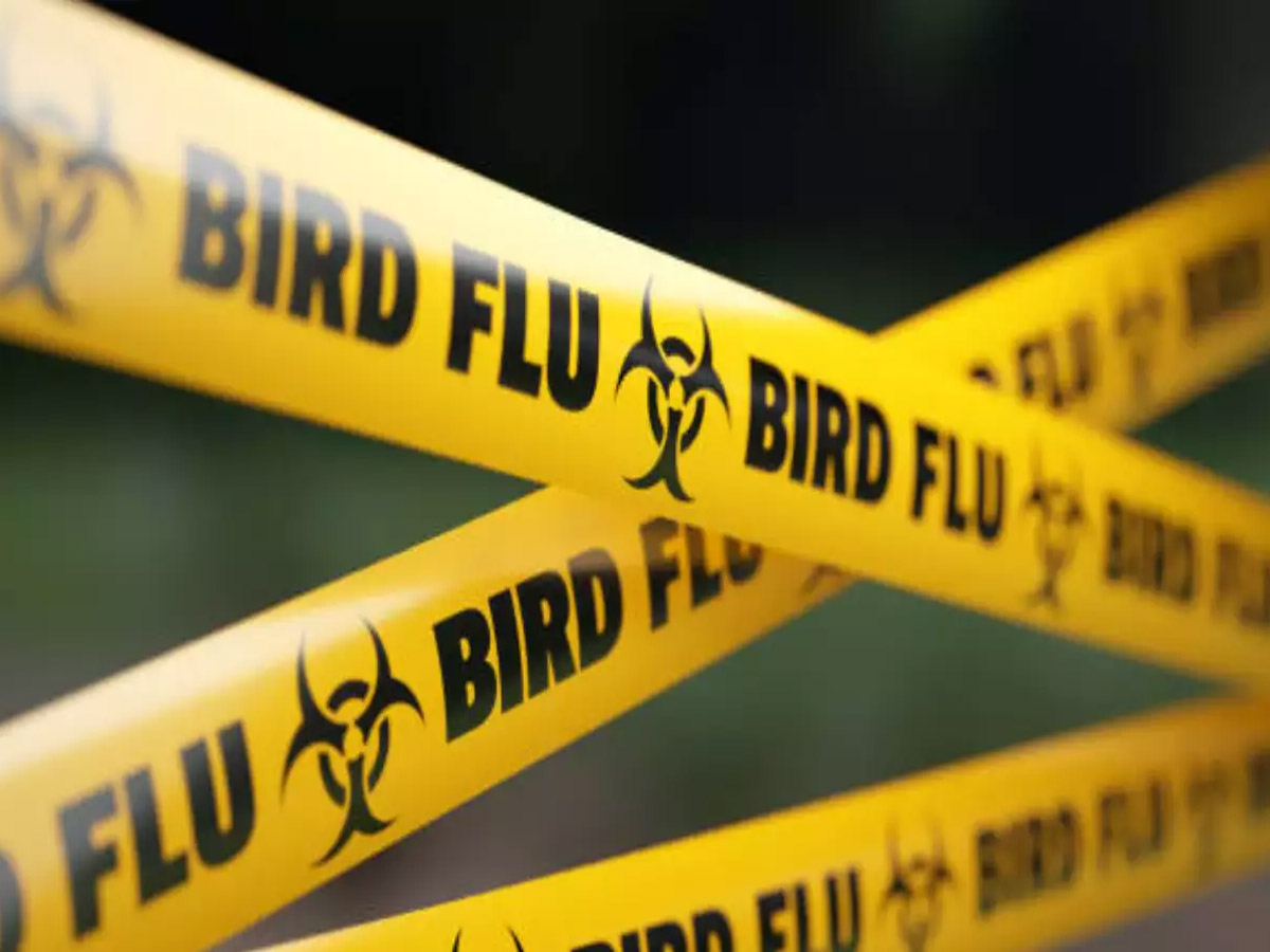H9N2 Bird Flu Case: भारत में बर्ड फ्लू का मामला, 4 साल के बच्चे में मिला वायरस H9N2 Bird Flu Case: भारत में बर्ड फ्लू का मामला, 4 साल के बच्चे में मिला वायरस