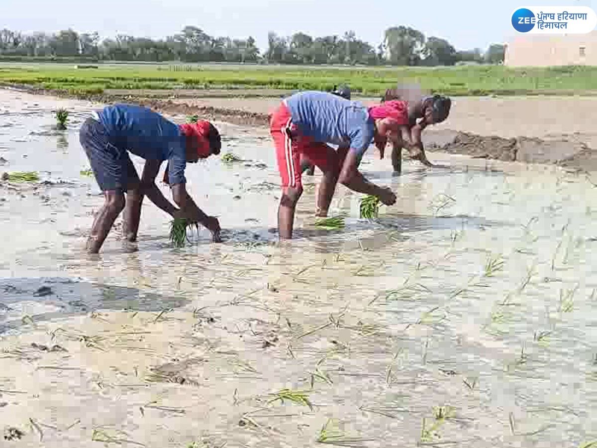 Punjab Paddy: ਝੋਨੇ ਦੀ ਲੁਆਈ; ਘੱਟ ਬਿਜਲੀ ਆਉਣ ਤੇ ਨਹਿਰੀ ਪਾਣੀ ਨਾ ਮਿਲਣ ਕਾਰਨ ਕਿਸਾਨ ਪਰੇਸ਼ਾਨ