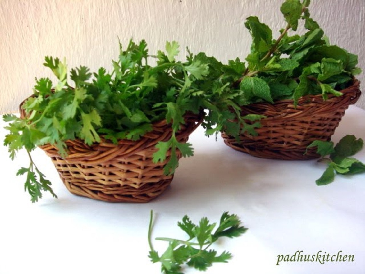 mint and coriander