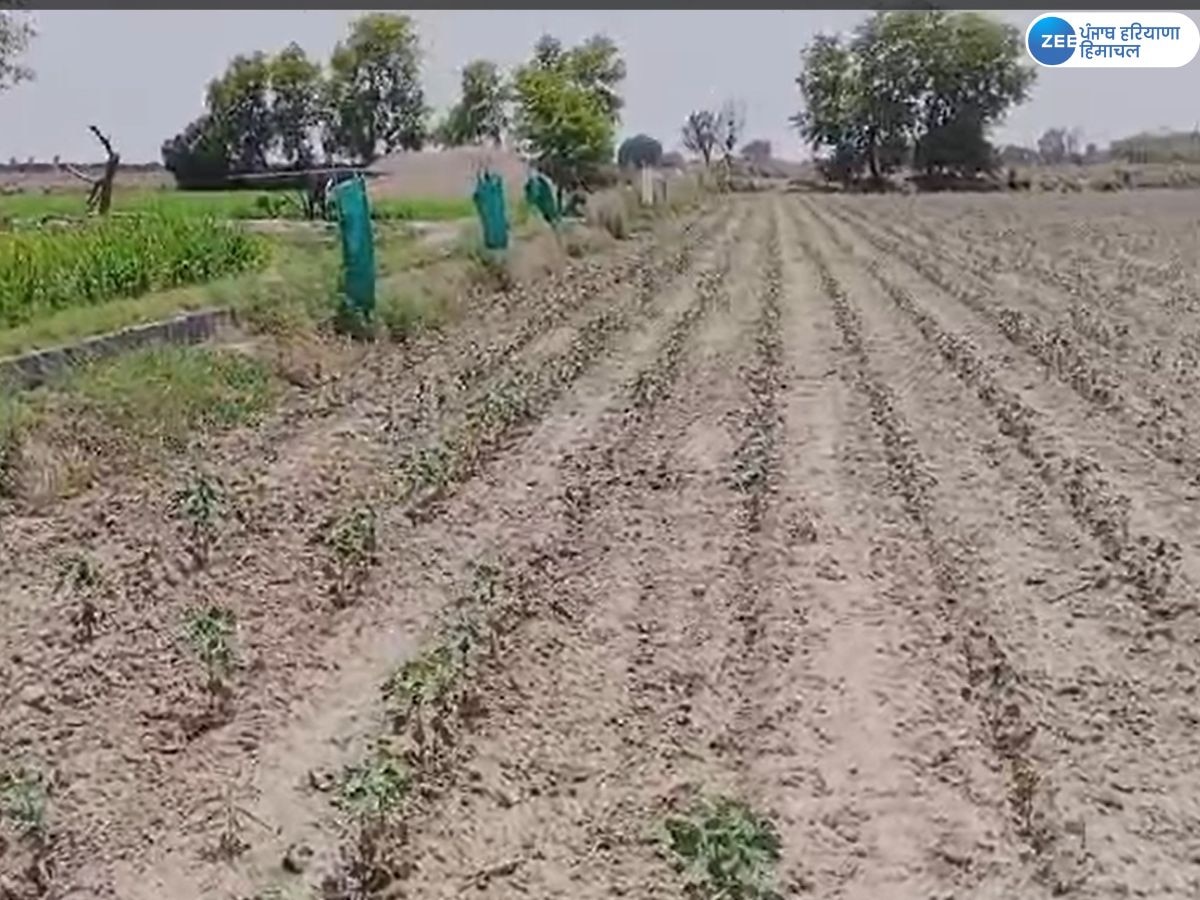 Cotton Farming News: ਨਰਮੇ ਦੀ ਪੱਟੀ ਨਾਂ ਨਾਲ ਜਾਣੇ ਜਾਂਦੇ ਮਾਲਵੇ ਦੇ ਕਿਸਾਨਾਂ ਦਾ ਹੁਣ ਮੋਹ ਹੋ ਰਿਹੈ ਭੰਗ