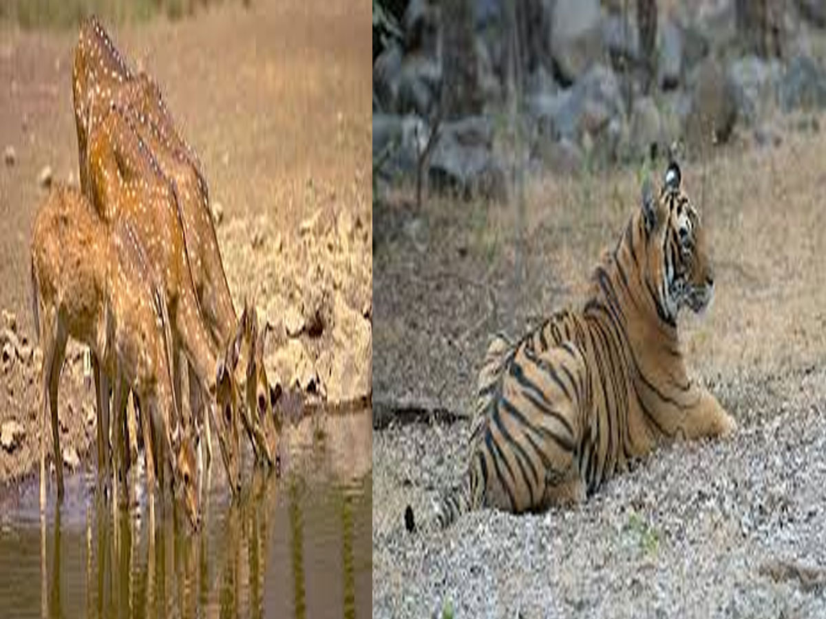 Rajasthan News: आपकी जेबों पर पड़ने वाला है असर,राजस्थान में वन्यजीव पर्यटन होगा महंगा, जानिए कब से लागू होंगी नई कीमतें Rajasthan News: आपकी जेबों पर पड़ने वाला है असर,राजस्थान में वन्यजीव पर्यटन होगा महंगा, जानिए कब से लागू होंगी नई कीमतें