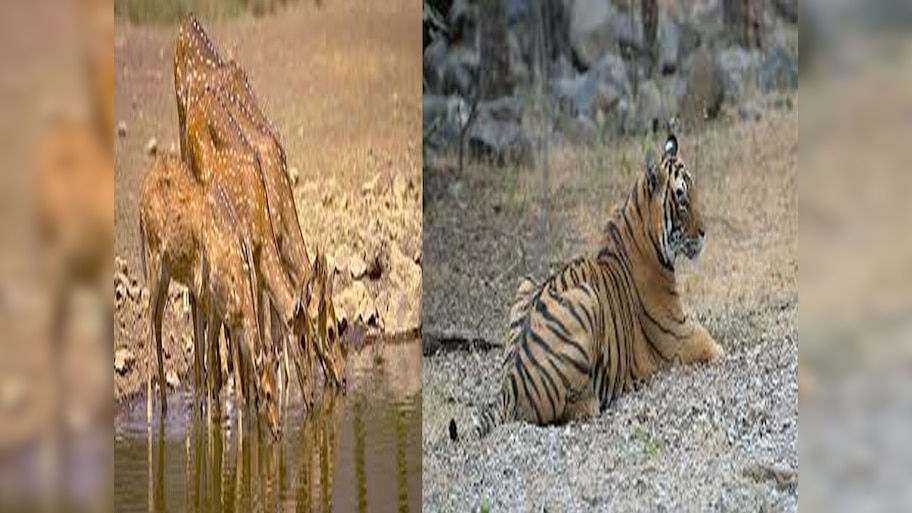 Rajasthan News: आपकी जेबों पर पड़ने वाला है असर,राजस्थान में वन्यजीव पर्यटन होगा महंगा, जानिए कब से लागू होंगी नई कीमतें