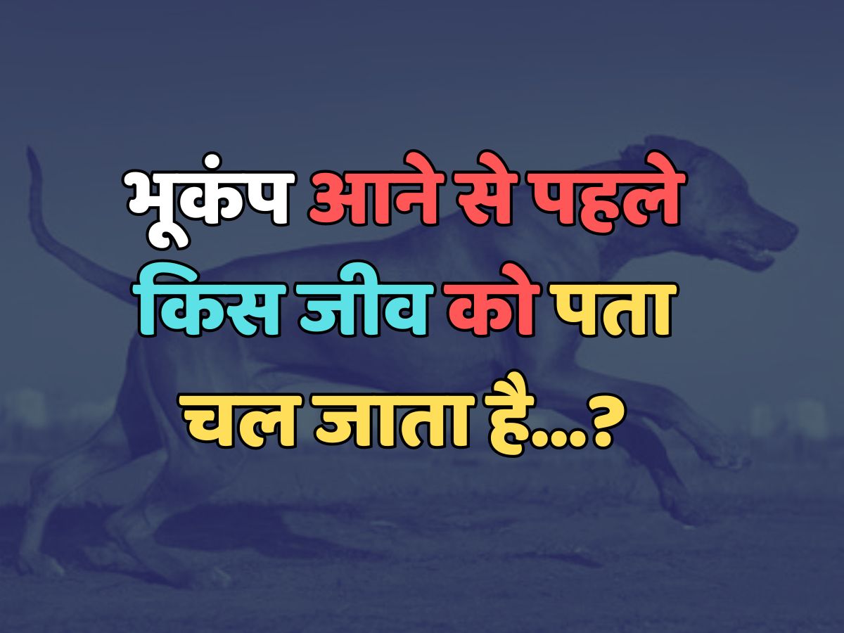 Trending Quiz : भूकंप आने से पहले किस जीव को पता चल जाता है? Trending Quiz : भूकंप आने से पहले किस जीव को पता चल जाता है?