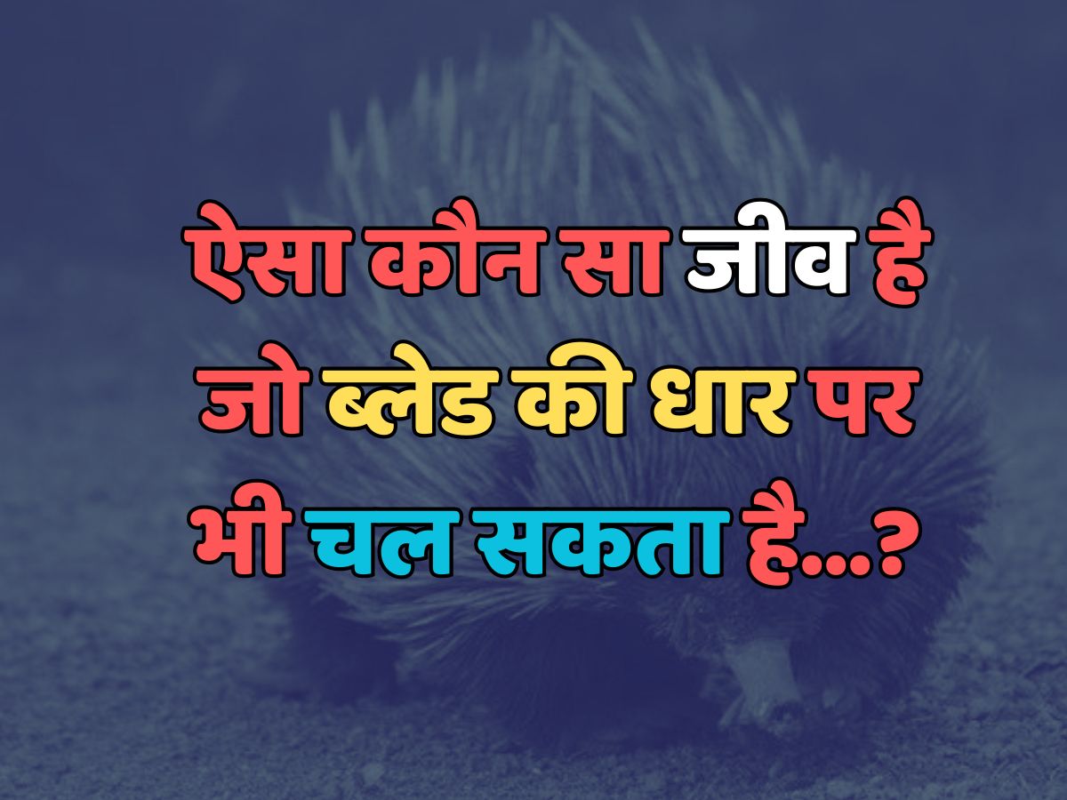 Trending Quiz : ऐसा कौन सा जीव है, जो ब्लेड की धार पर भी चल सकता है? Trending Quiz : ऐसा कौन सा जीव है, जो ब्लेड की धार पर भी चल सकता है?