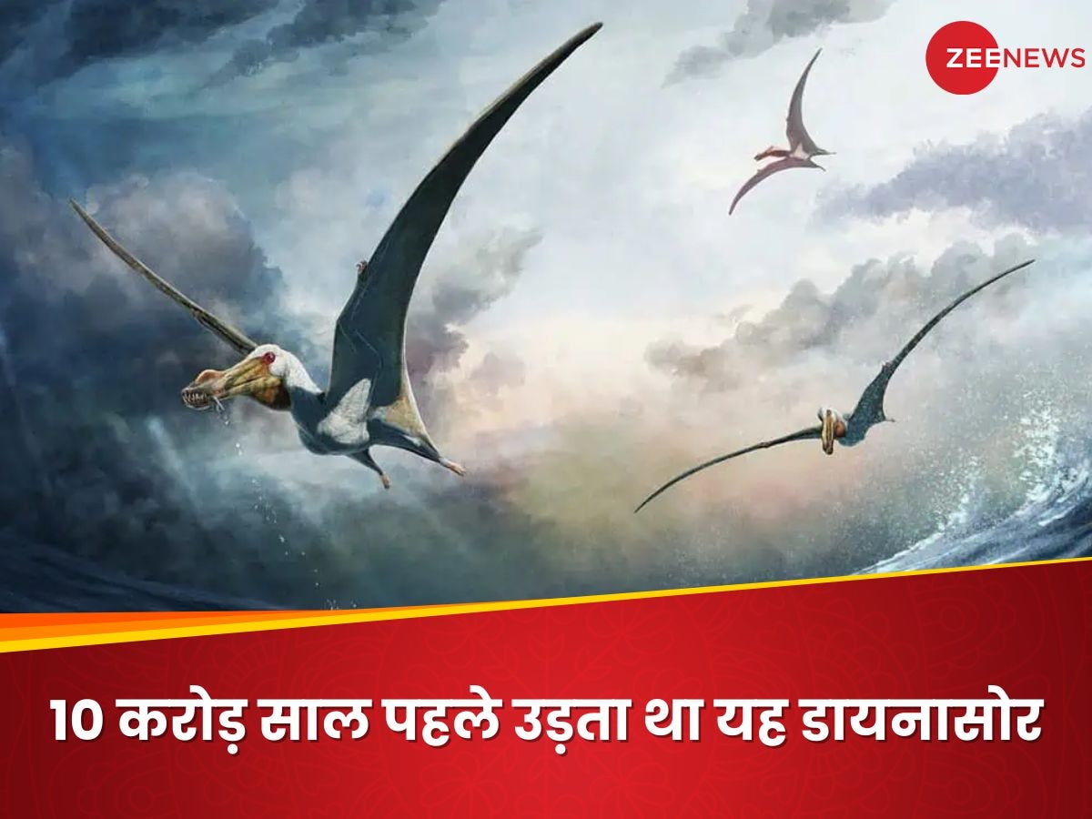 उड़ने वाले डायनासोर की नई प्रजाति मिली, 10 करोड़ साल पुराना है यह जीवाश्‍म