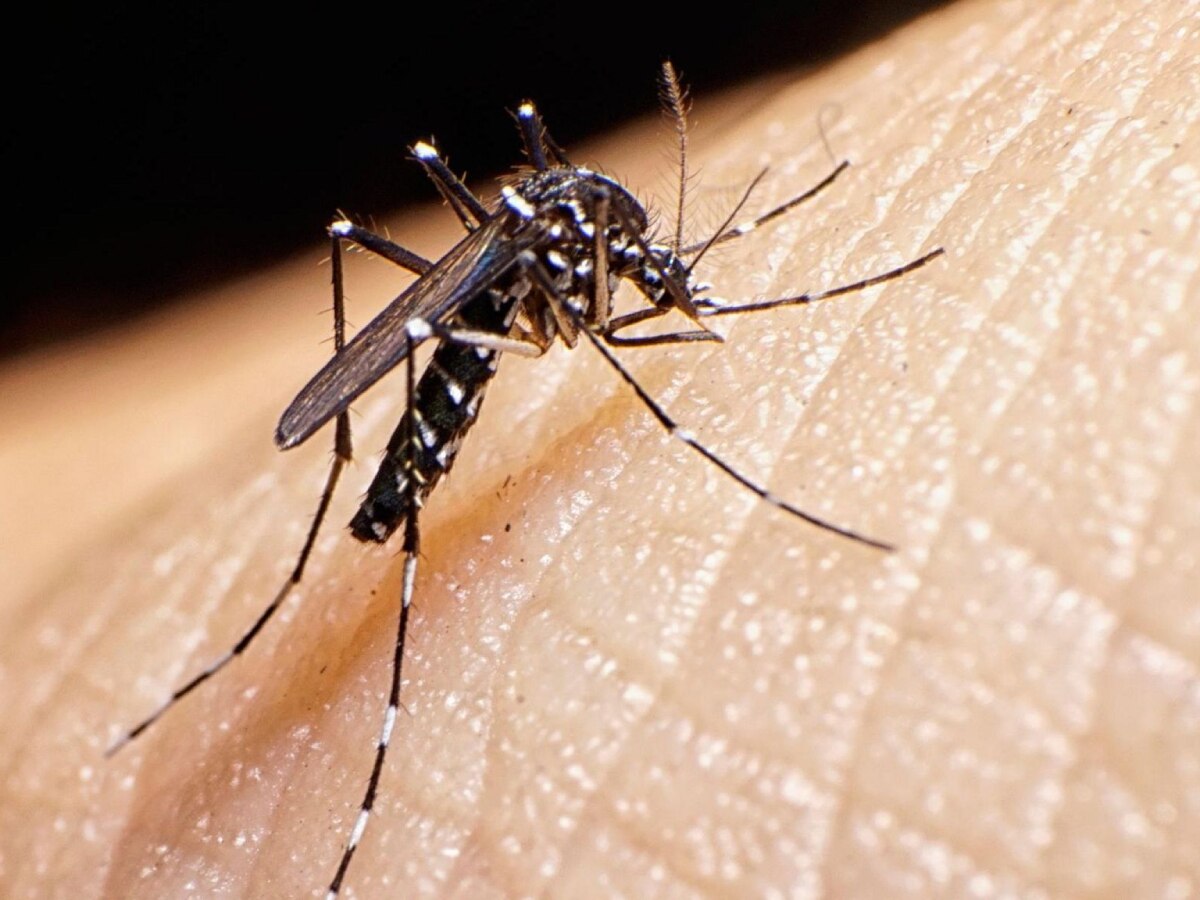 Dengue Havoc: यूरोप में बढ़ रहा है डेंगू बुखार, वजह बने खूंखार टाइगर मच्छर