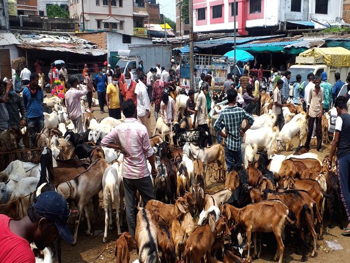 बंबई HC का बड़ा फैसला, बकरीद पर पशुओं की कुर्बानी पर रोक लगाने से किया इनकार 