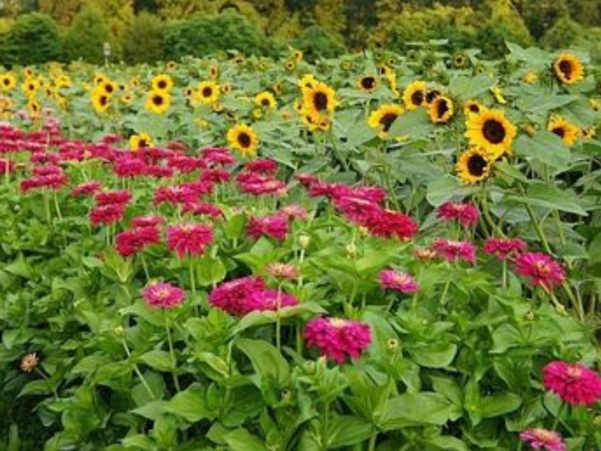 Floriculture Farming