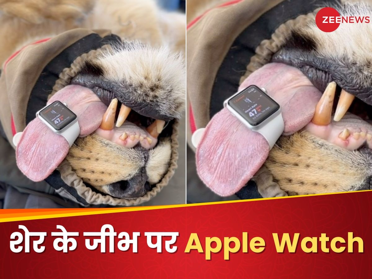 शेर के जीभ पर Apple Watch: आखिर किस वजह से जूकीपर ने किया ऐसा, असलियत उड़ा देंगे होश