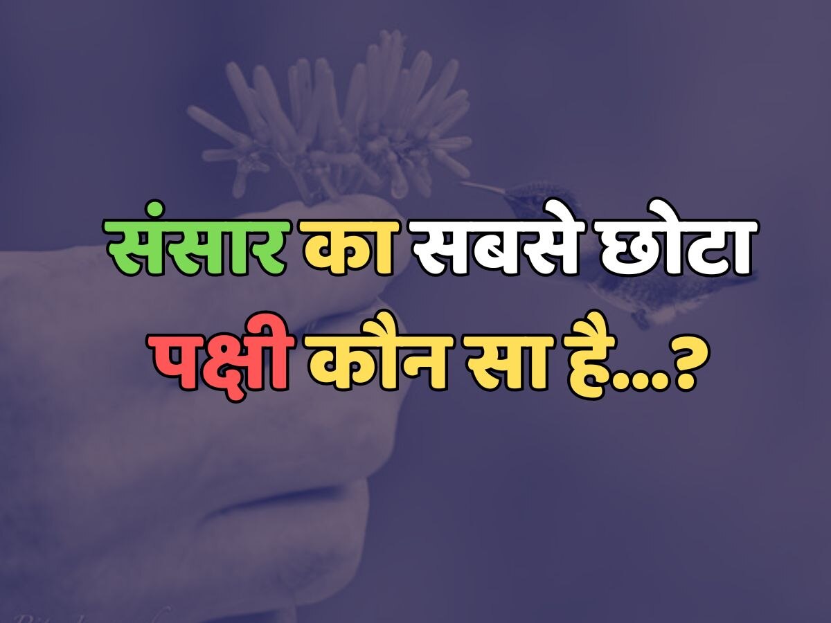 Trending Quiz : संसार का सबसे छोटा पक्षी कौन सा है?
