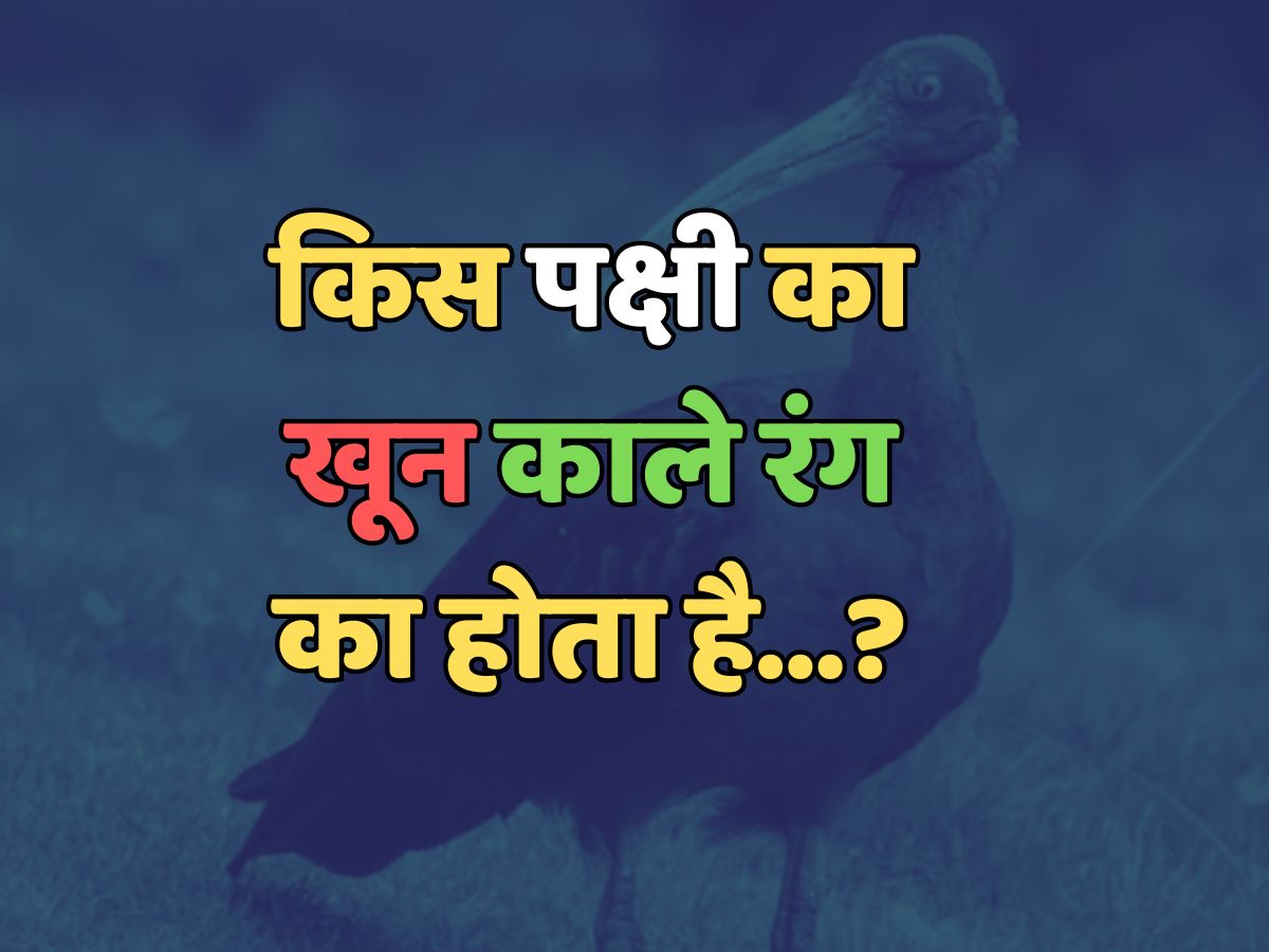 Trending Quiz : किस पक्षी का खून काले रंग का होता है? Trending Quiz : किस पक्षी का खून काले रंग का होता है?