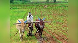 Latehar News: आधुनिक खेती कर रहे हैं लातेहार के किसान, दोगुनी हो रही है आय