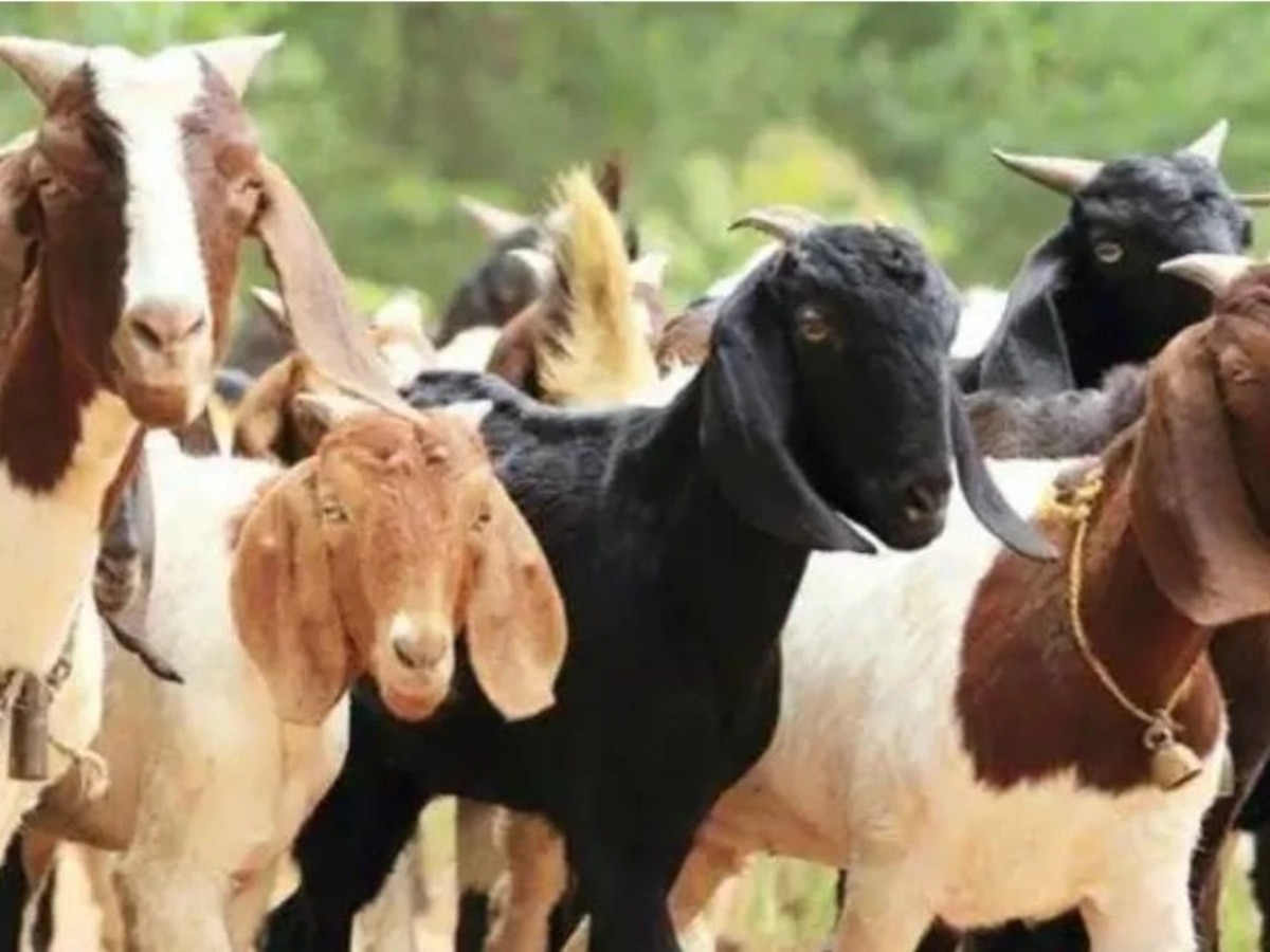 Bakra Eid 2024: दिल्ली में बकरीद के मौके पर इन नस्ल के बकरों की बढ़ी डिमांड, जानें खासियत और दाम 