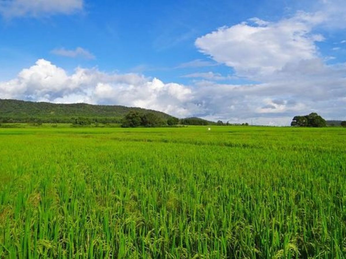 paddy cultivation