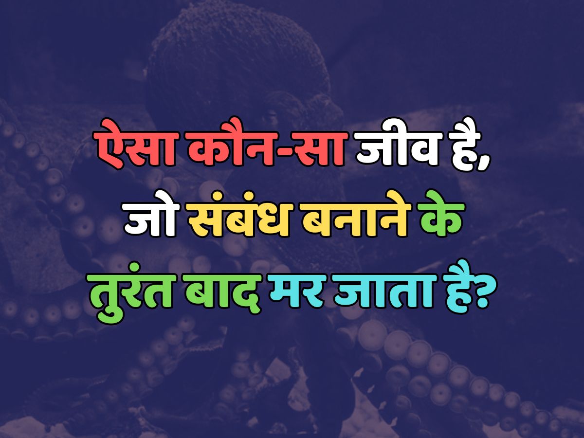 Trending Quiz : ऐसा कौन-सा जीव है, जो संबंध बनाने के तुरंत बाद मर जाता है? Trending Quiz : ऐसा कौन-सा जीव है, जो संबंध बनाने के तुरंत बाद मर जाता है?