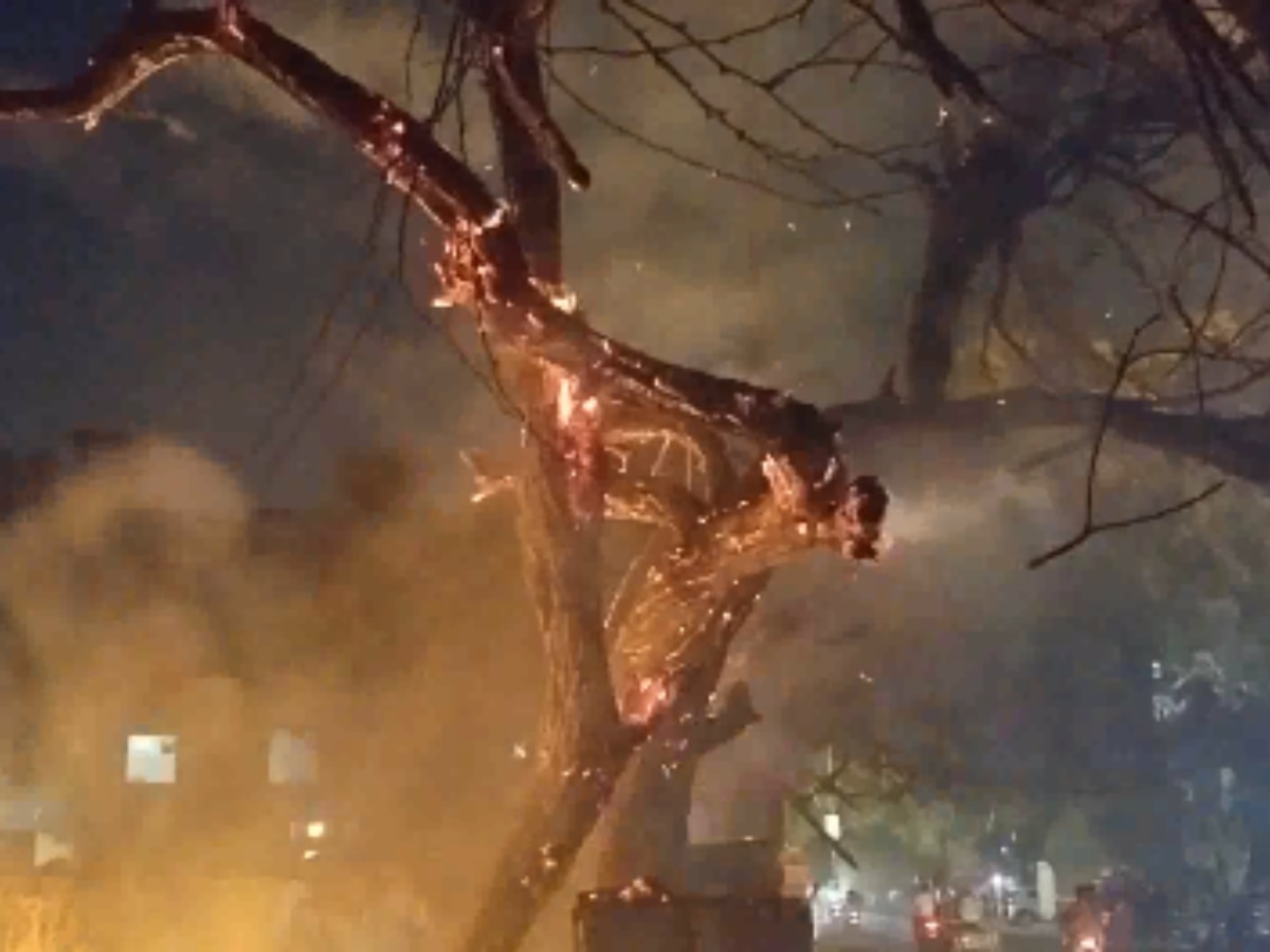 Delhi Fire News: तिलकनगर के चौखंडी में धूं-धूंकर जला पेड़, हताहत होने की सूचना नहीं 